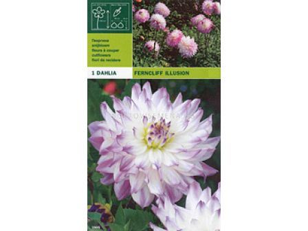 Далия Ferncliff Illusion 