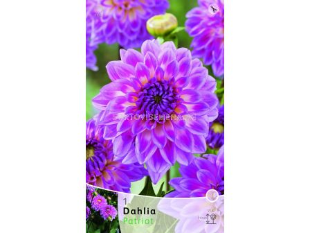 далия Patriot  - sortovisemena.bg далия Patriot
