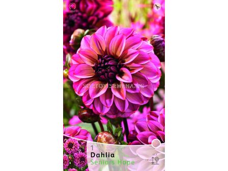 Далия Seniors Hope - Dahlia Seniors Hope