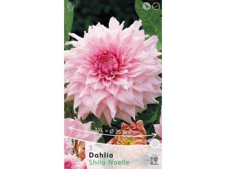 Далия Shilo Noelle