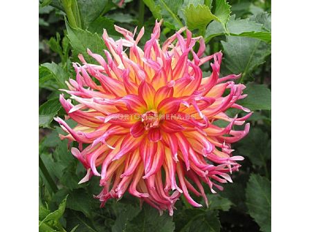 Далия Bora Bora - 1 корен