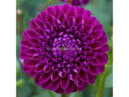 Далия / Dahlia Boom Boom Purple / 1 корен