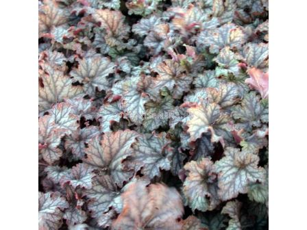 Хойхера / Heuchera Mars / 1 бр 				 