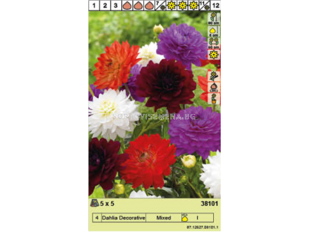Далия микс/ Dahlia Decorative Mixed - 1 опаковка - 5 броя