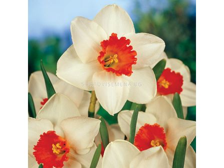 Нарцис/ Narcissi large-cupped Decoy - 1 бр.