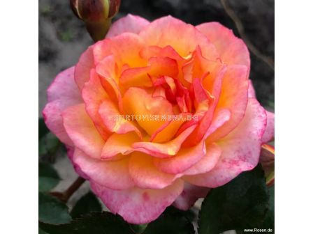 Роза Dekora (храстова роза), серия Heckenzauber- Kordes- 1 брой - 1