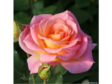Роза Dekora (храстова роза), серия Heckenzauber- Kordes- 1 брой - 3
