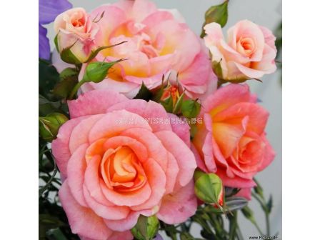 Роза Dekora (храстова роза), серия Heckenzauber- Kordes- 1 брой - 2