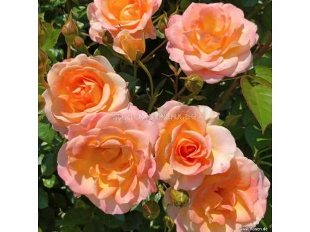 Роза Dekora (храстова роза), серия Heckenzauber- Kordes- 1 брой - 4
