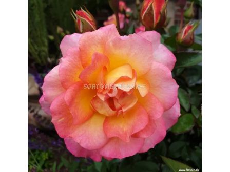 Роза Dekora (храстова роза), серия Heckenzauber- Kordes- 1 брой - 5