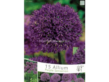 Декоративен лук (Allium) Purple Sensation