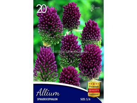 Декоративен Лук (Allium) Sphaerocephalon 