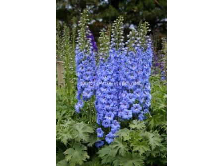 Делфиниум (Ралица) Син - Delphinium Blue