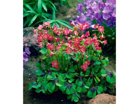 Оксалис/ Oxalis deppei - 1 бр.