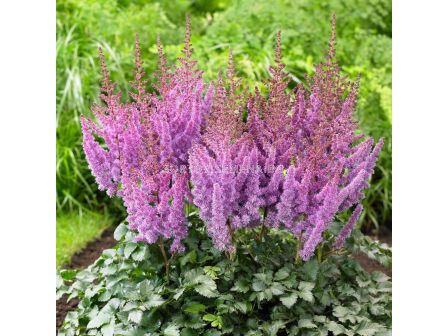 НОВО! Астилбе Аметист /ASTILBE AMETHYST/