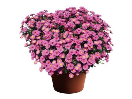 Астра /Aster Novi-Belgii Dark Pink/ 1 коренище