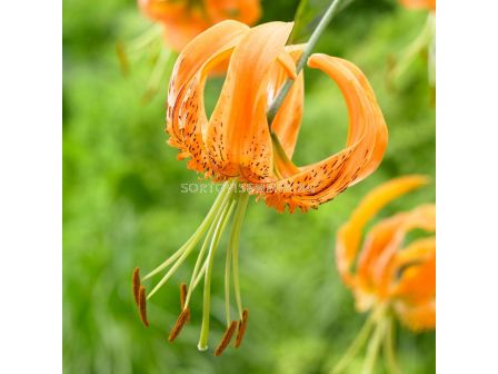 Лилиум  / Lilium species 'Henryii' / 1 бр