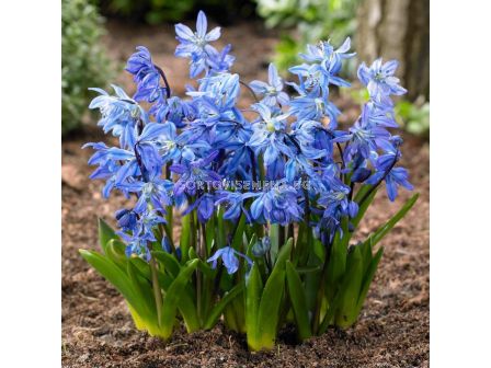 Синчец /Scilla Siberica/ 1 бр