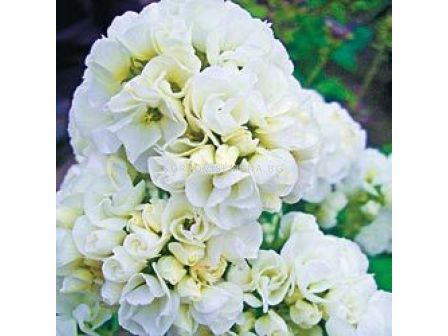 Флокс / Phlox Double White / 1бр 			