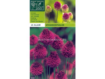 Декоративен лук (Allium) Sphaerocephalon - LSCH