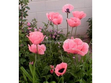 Декоративен мак розов - sortovisemena.bg Декоративен мак розов