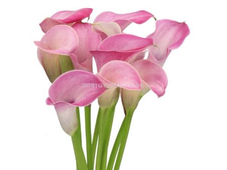 Кала Denver 14/16 -1 бр.