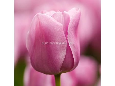 лале Mistress Mystic - 1 оп (5 луковици)