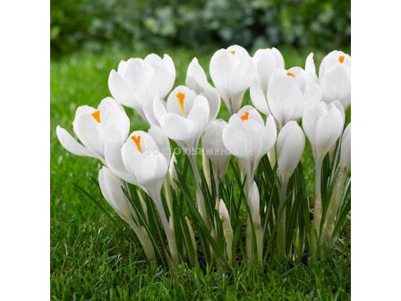 Минзухар Large White/ 1 оп-10 бр