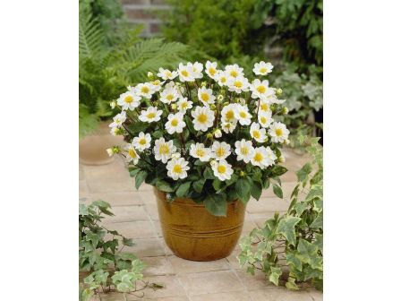 Далия топ микс бяла / Dahlia topmix white / 1 оп ( 1 бр )