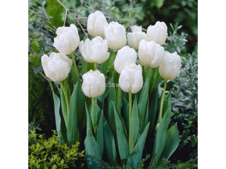 Лале Double Mondial/ 1 бр - sortovisemena.bg Лале Double Mondial/ 1 бр