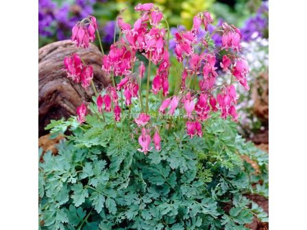 Дамско сърце / DICENTRA KING OF HEARTS/ 1 бр