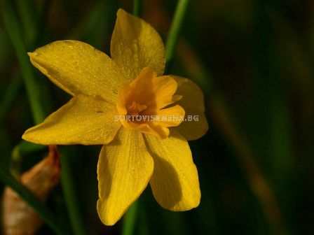 Нарцис/ Narcissus Diego