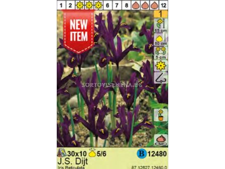 Ирис/ Iris Reticulata J.S. Dijt - 1 оп. - 10 бр.