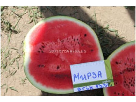 Дини Мирза / Mirza F1