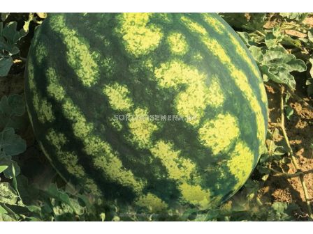 Семена дини Галери F1 - 1000 семена