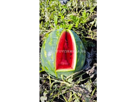 Семена дини Ред Хевън F1 - 250 семена - 1