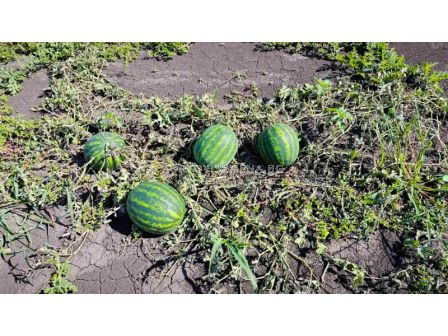 Семена дини Ред Хевън F1 - 250 семена - 2