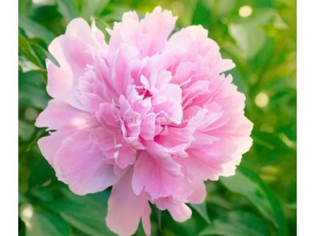 Божур/ LACTIFLORA Dinner Plate - 1 бр.