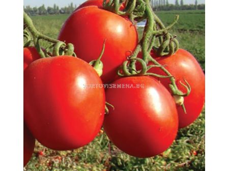 Семена домат Дино /  DINO F1 за преработка /ZKI/ - 1000 семена