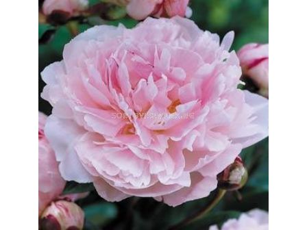 Божур - Paeonia Taff - 1бр			