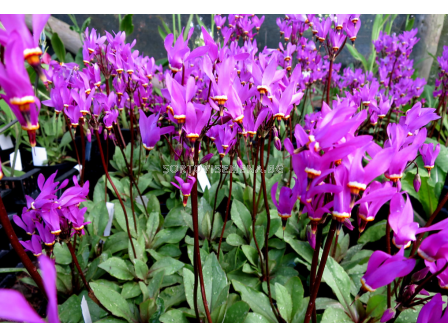 Додекатеон / Dodecatheon meadia - 1 брой