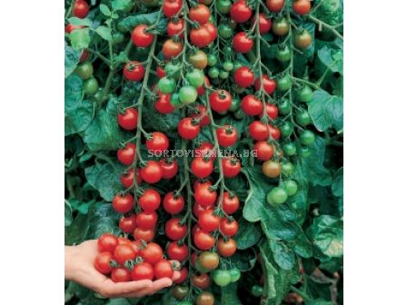 Семена домати Чери`SG - Tomato Cheri`SG 