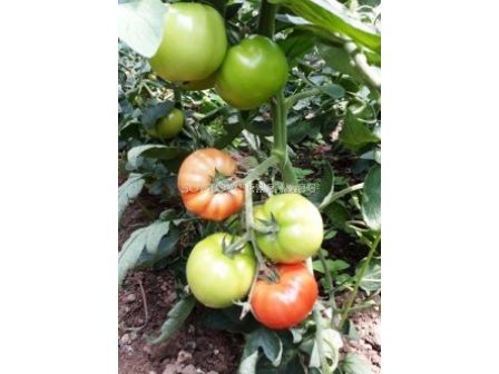 Семена домати Рестлер F1