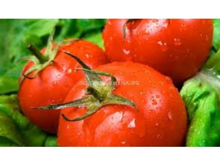 Сорт домати Велосити F1. Аграра ООД. Сортови семена Дар