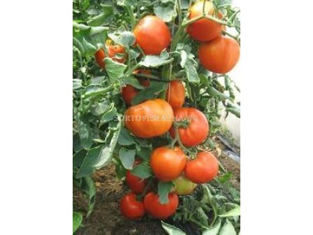 Семена домати Алианс F1 (Aliance F1) - 1000 сем