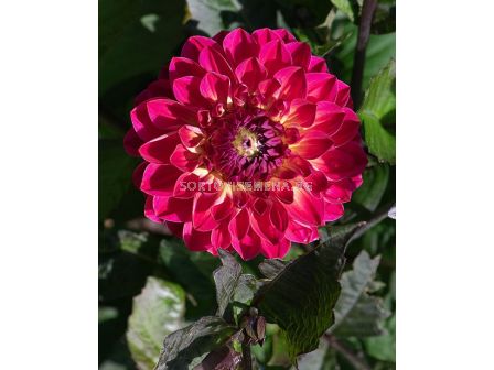 Далия decorative Dancing Don - 1 бр. - 2