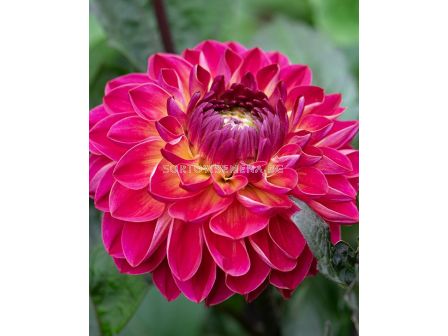 Далия decorative Dancing Don - 1 бр. - 1