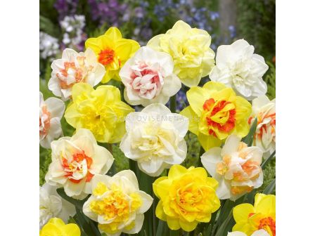 Нарциси кичести /Flora Elite 'Packs'  Narcissus double mix/ 1 оп -5 бр