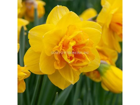 Нарцис/ Narcissi double Double Sunrise - 1 бр.