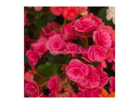 Бегония мултифлора розова - Begonia multiflora  maxima pink - 1бр.